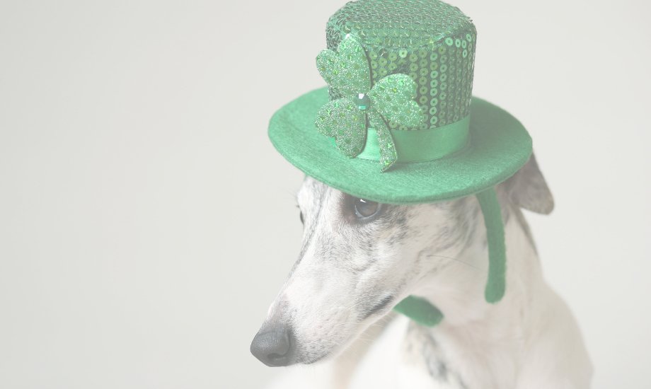 3 easy DIY dog treats for St. Patrick’s Day - healthybud