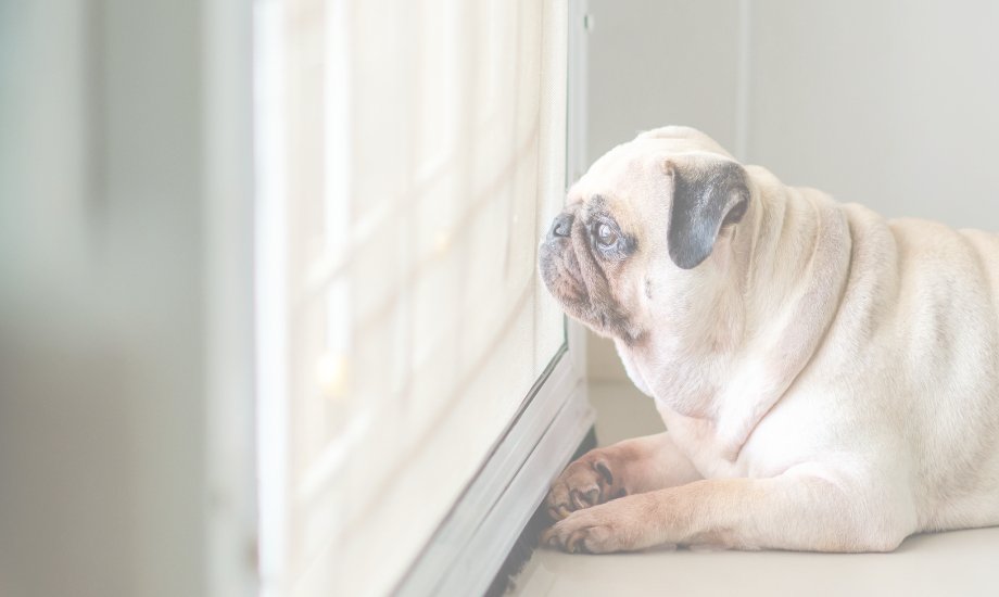 3 tips for your dog’s separation anxiety - healthybud