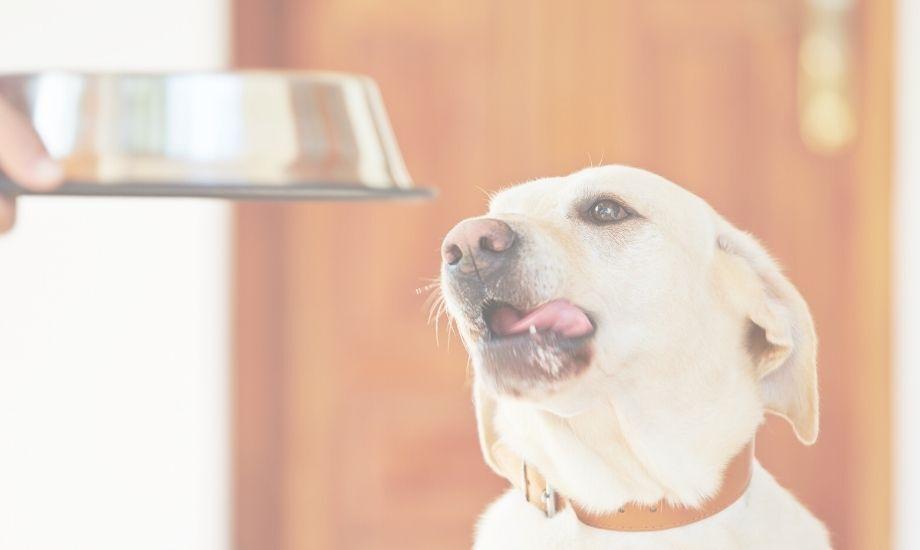 4 Must-Know Kinds Of Dog Food - healthybud