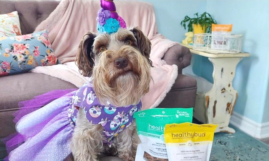 5 fun ways to celebrate your dog's birthday - healthybud
