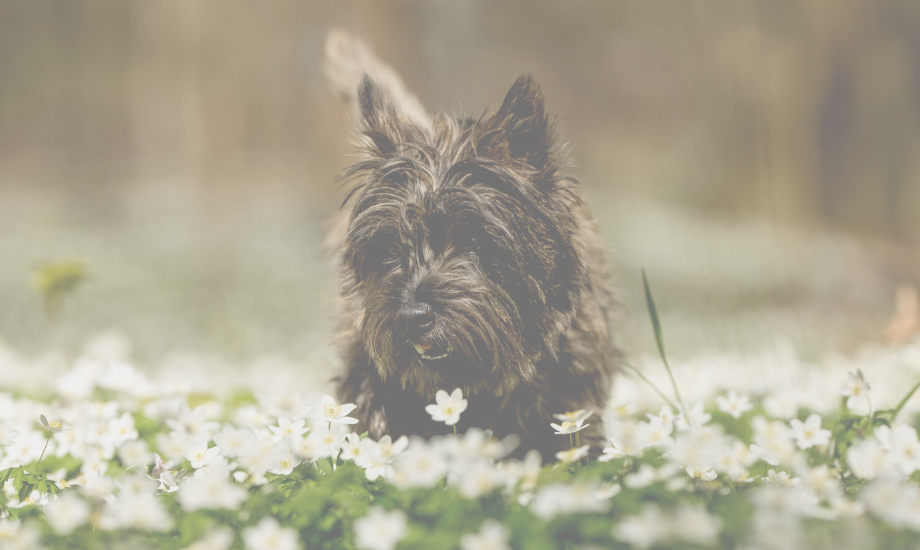 How to Keep Your Dog Safe This Spring