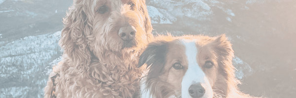 Discover the Most Dog-Friendly Cities in the World π