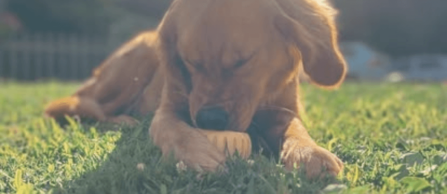 DIY Woof Pupsicle Recipes: Frozen Treats for Your Bud
