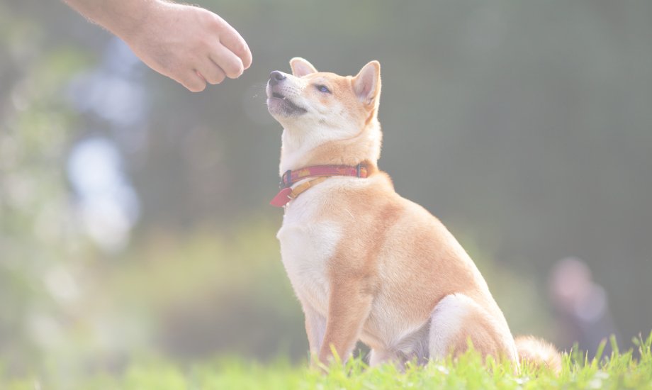 Dog training mistakes to avoid - healthybud