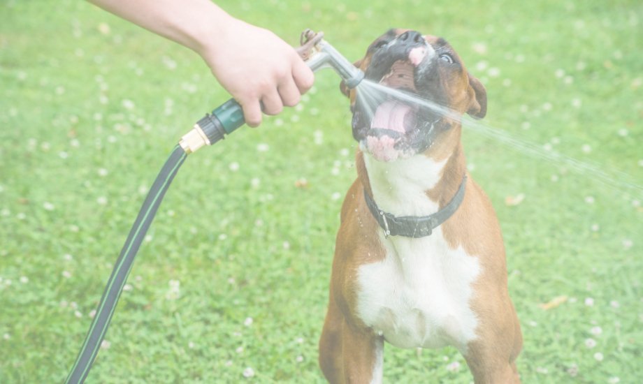 Everything you need to know about dogs and water - healthybud