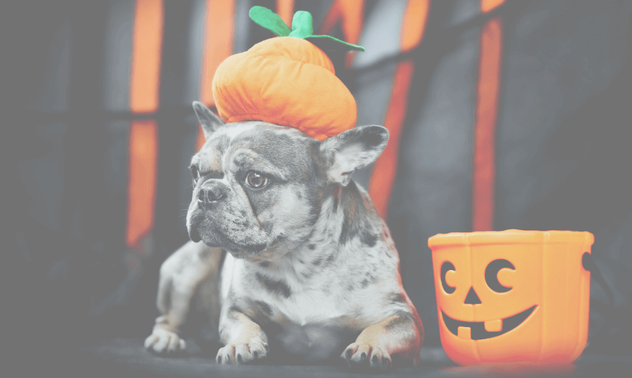 Halloween Hazards for Your Dog