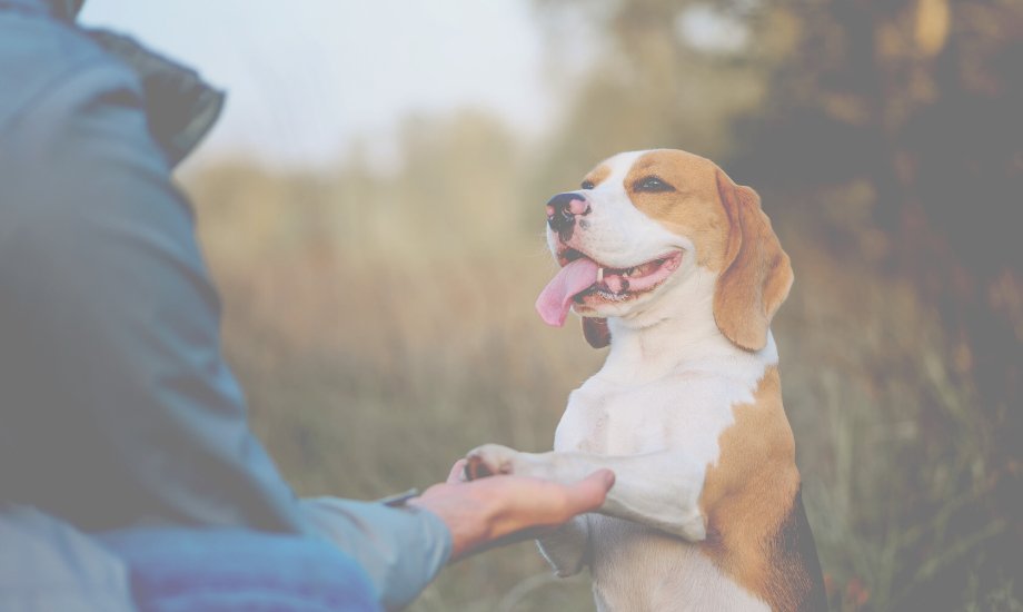 How Consistency Improves Your Dog's Health - healthybud