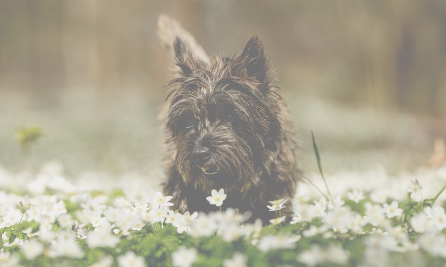 How to Keep Your Dog Safe This Spring - healthybud