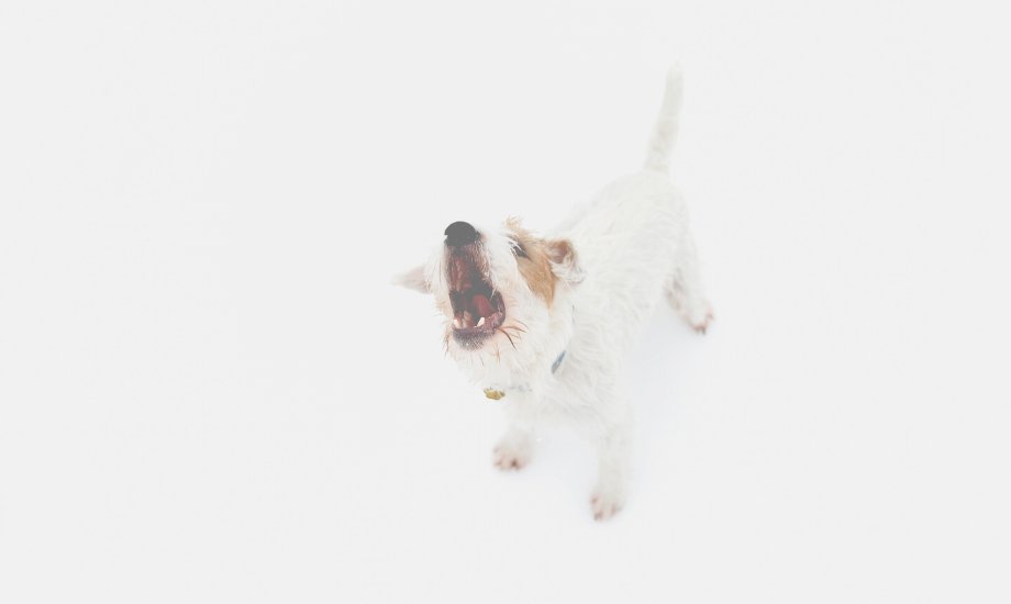 How to Stop Alert Barking - healthybud