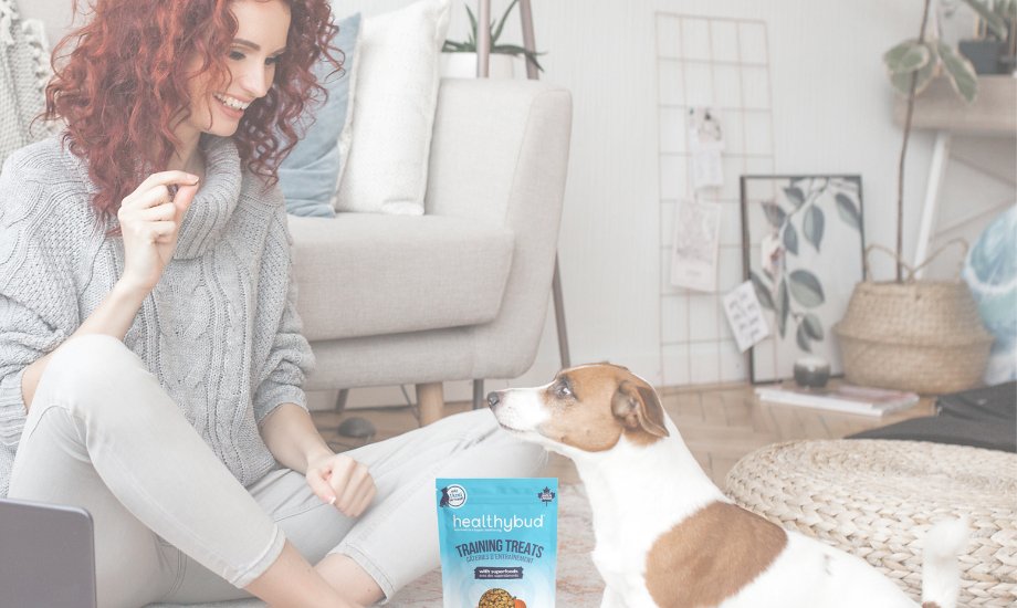 How to train your dog to stop barking - healthybud