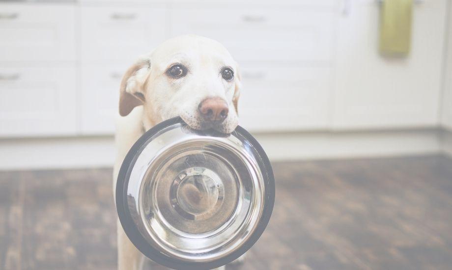 How-To: Transition Your Dog's Diet - healthybud