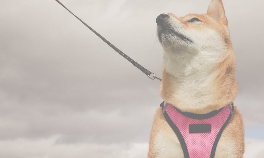 If Your Dog Leash-Pulls You NEED to Read This - healthybud