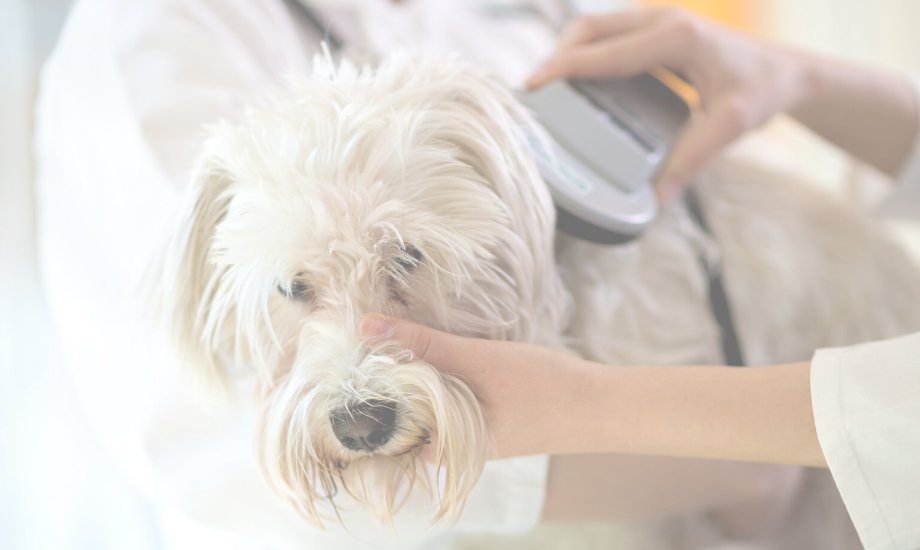 Is Microchipping My Dog Safe? - healthybud