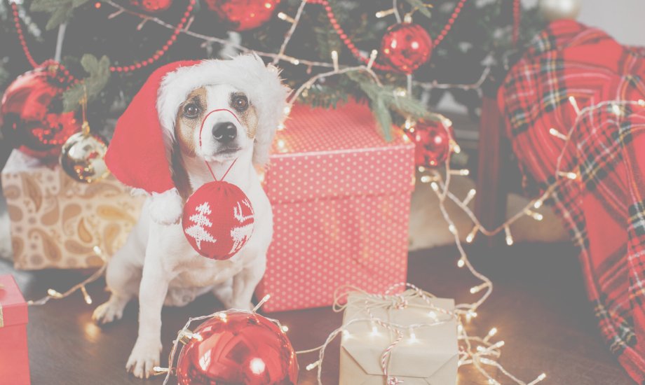 Making Christmas Safe for your Dog - healthybud