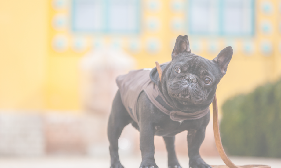 How to help treat allergies & skin issues in French bulldogs