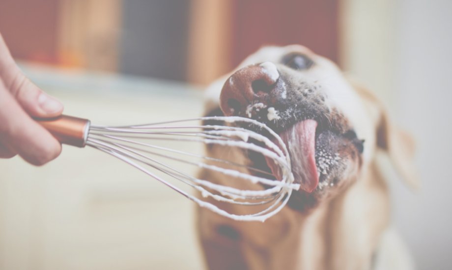 Our Five Fave Lickimat Recipes - healthybud