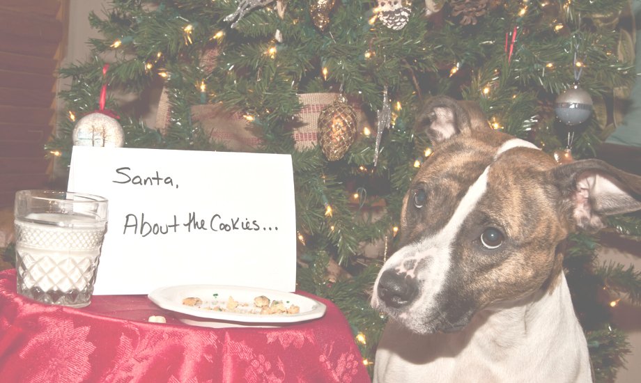 Pawliday Recipe: Merry Belly Biscuits - healthybud