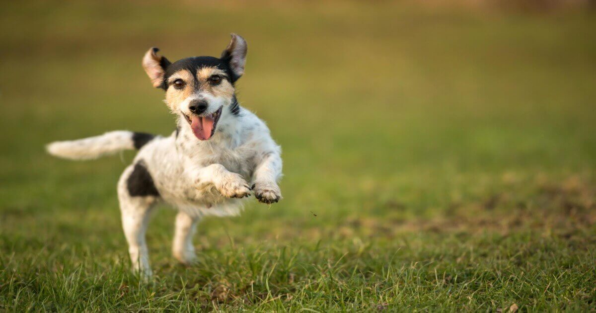 Reliable Recall - healthybud