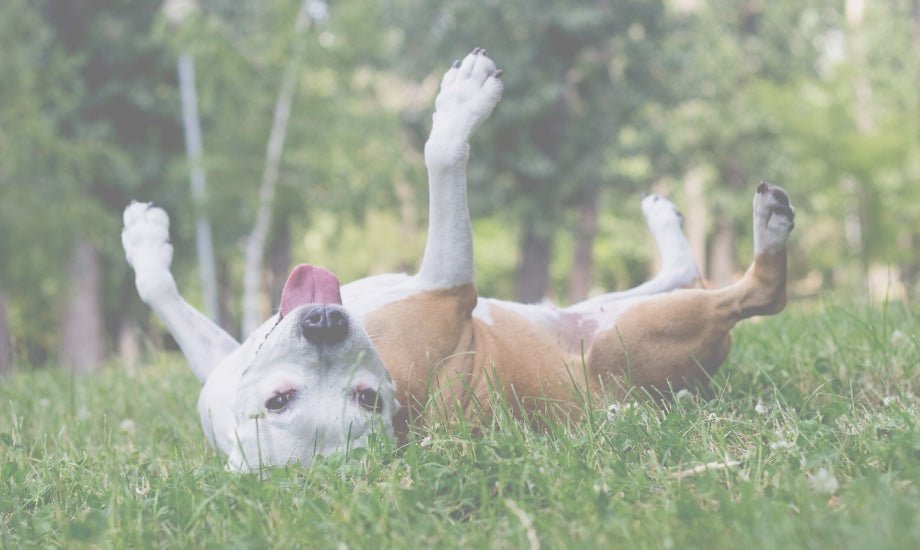 Seasonal dog allergies 101 - healthybud