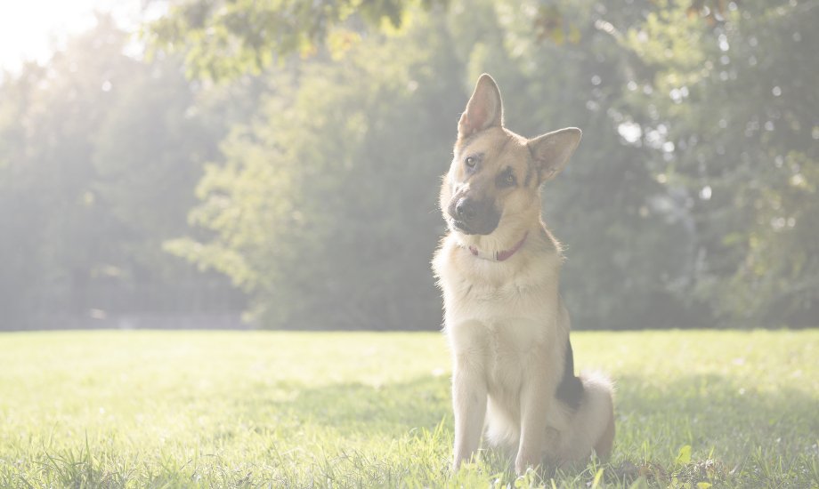 Shedding & grooming help for German Shepherds - healthybud