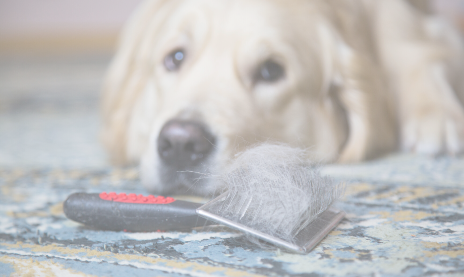 Tips To Reduce Dog Shedding – healthybud