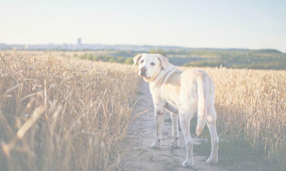 Summer Heat Safety Tips For Dogs - healthybud