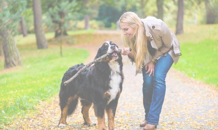 Top 5 Spring Activities With Your Dog - healthybud