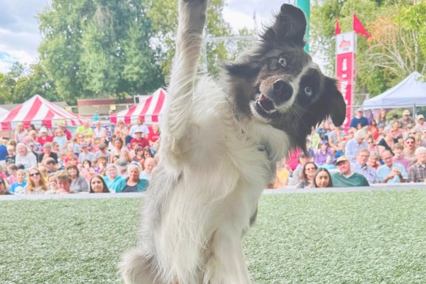 Training techniques for every dog personality - healthybud