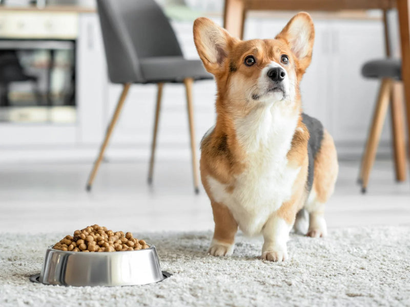 Picky-Dog Approved