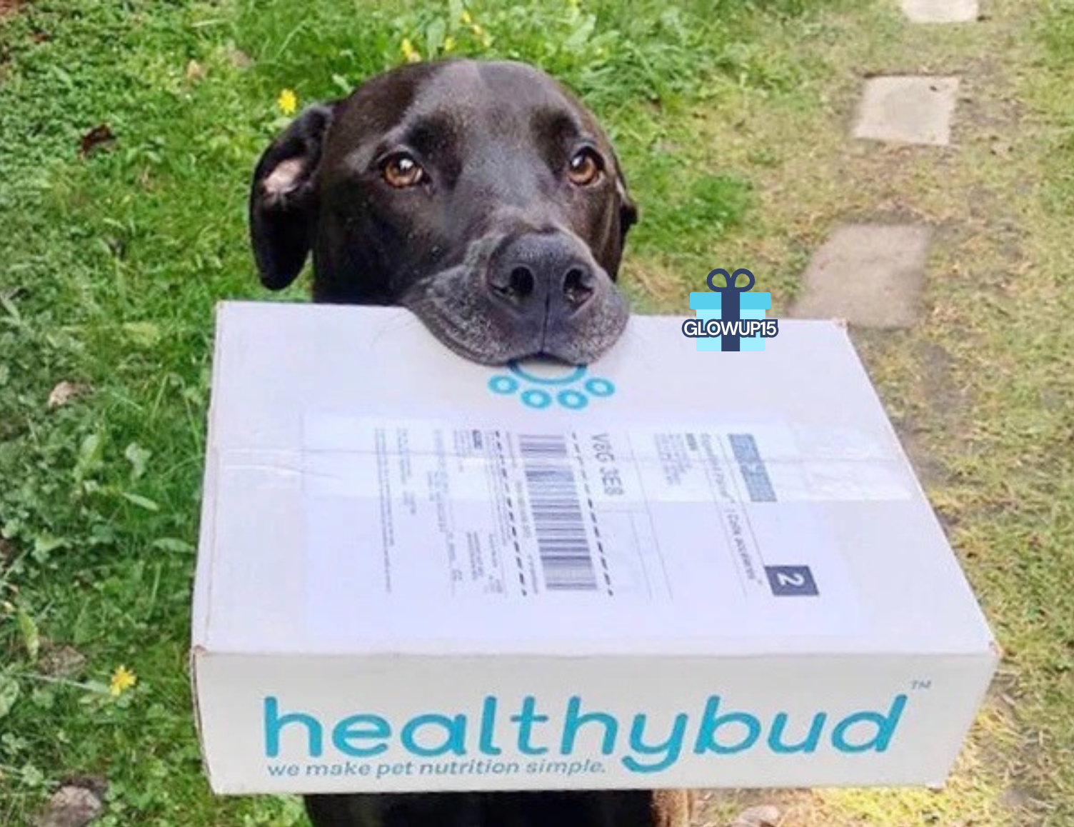 healthybud
