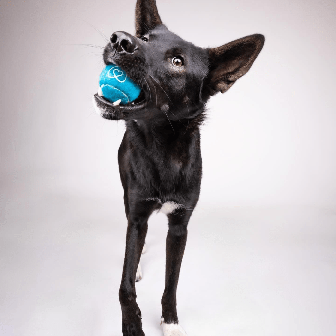 Tennis Balls - healthybud