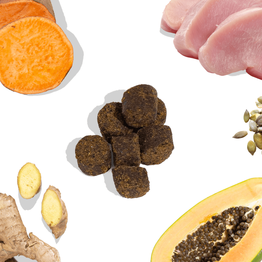 Turkey Gut Booster - healthybud