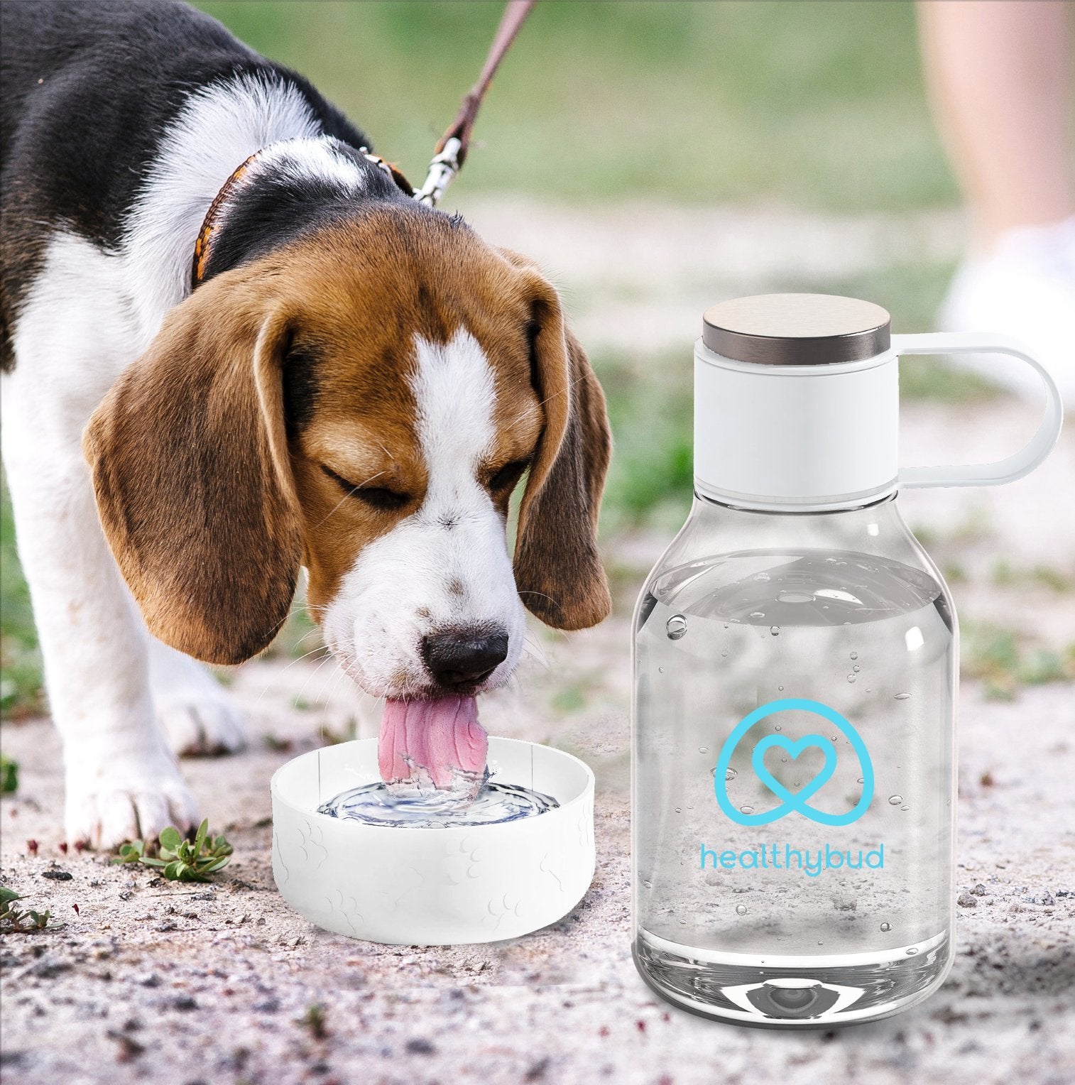 Water Bottle & Dog Bowl - healthybud