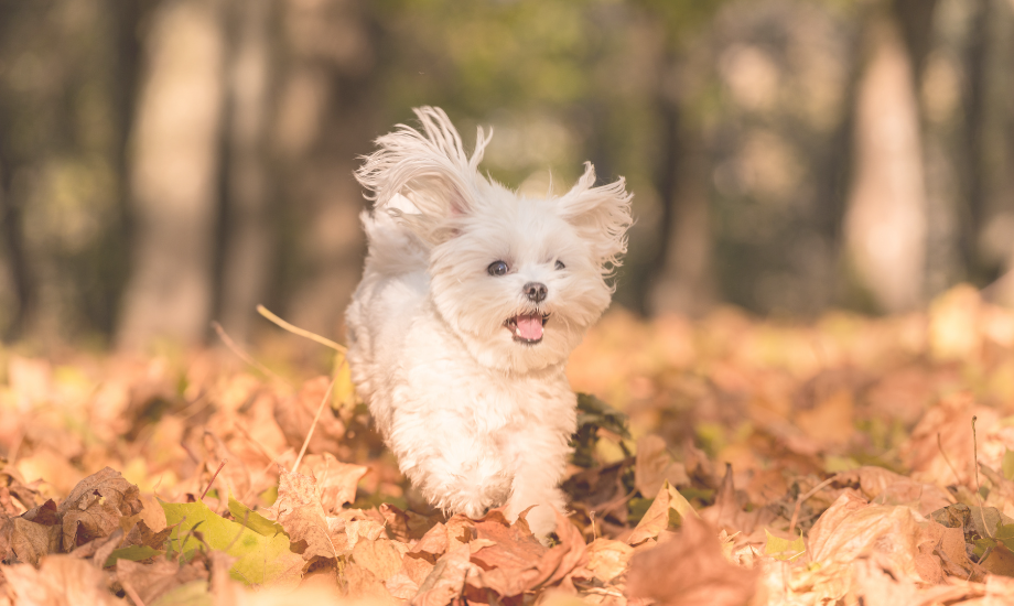 5 Must-Try Activities with Your Dog This Fall