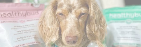 25 Cute and Trendy Names for Your New Pup! ? - healthybud