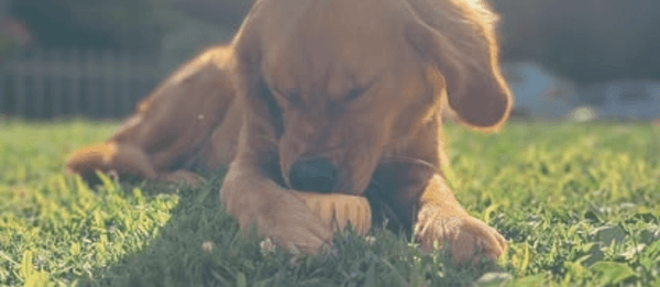 DIY Woof Pupsicle Recipes: Frozen Treats for Your Bud