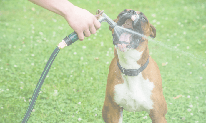 Dog Hydration Tips Keeping Your Pet Healthy and Hydrated