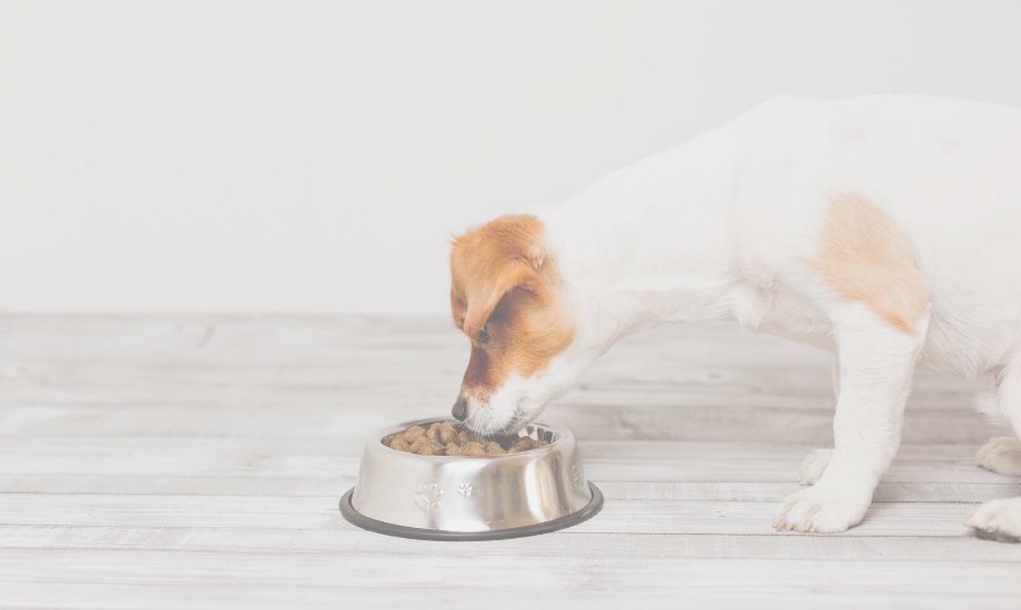 5 harmful dog food ingredients to avoid - healthybud