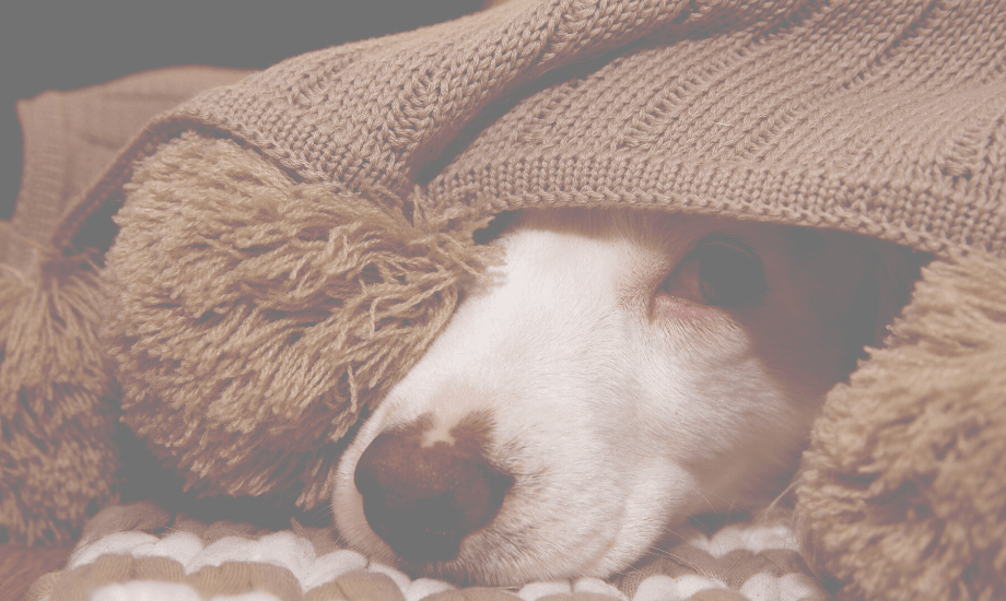 5 must-haves for your dog's emergency kit
