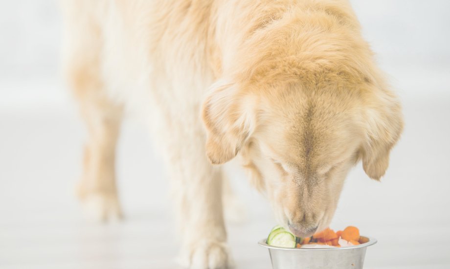 5 Superfoods To Boost Your Dog's Health - healthybud