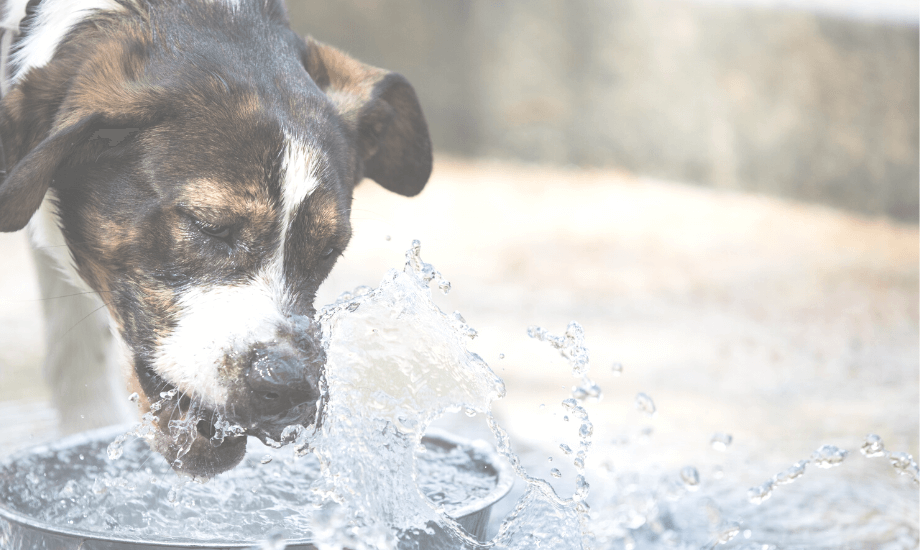 5 ways to boost your dog’s water intake this winter