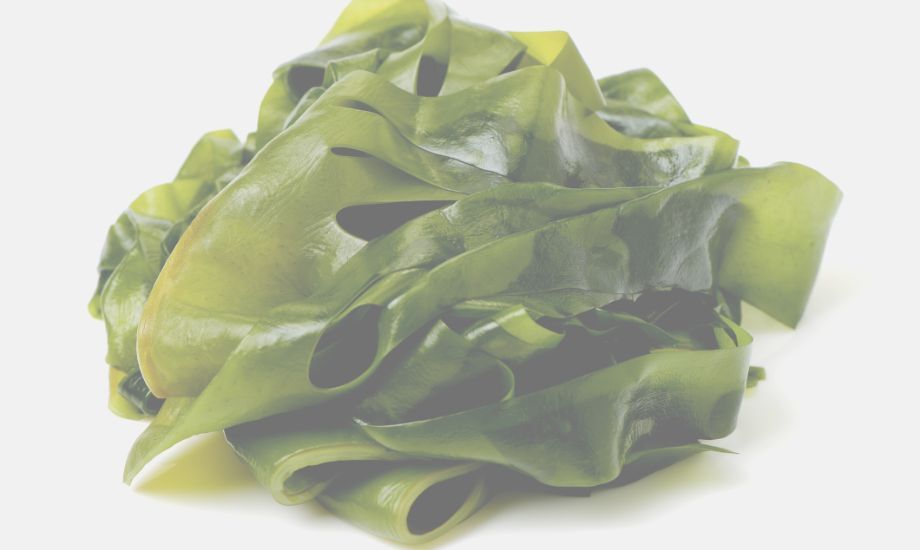6 reasons to add kelp to your dog’s diet - healthybud