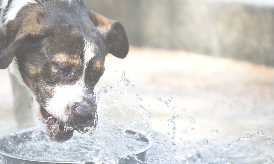 6 ways to boost your dog’s water intake this winter - healthybud