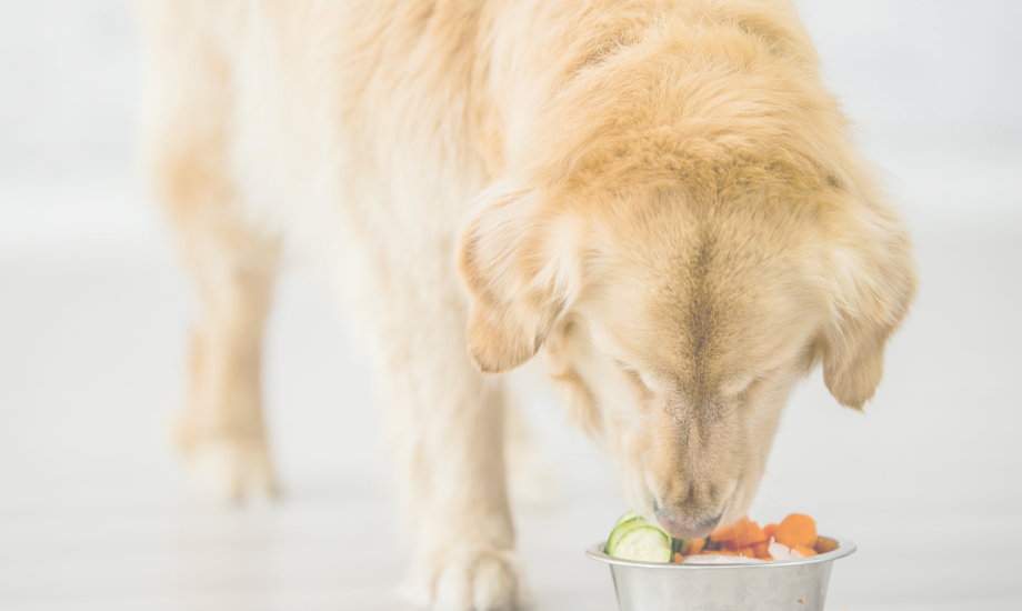 5 Superfoods To Boost Your Dog's Health