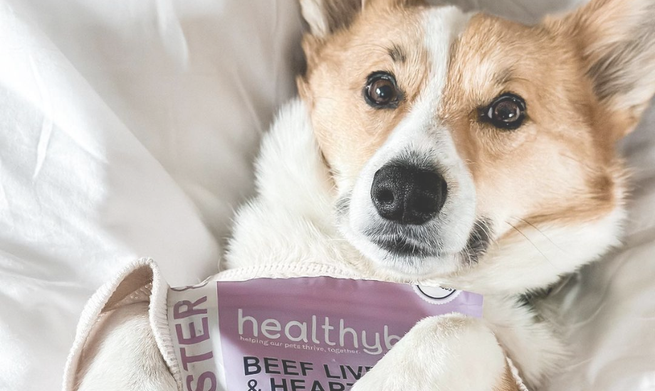 5 Cute Things To Love About Corgis – healthybud