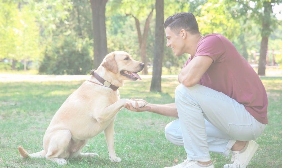 Benefits Of Trick Training - healthybud