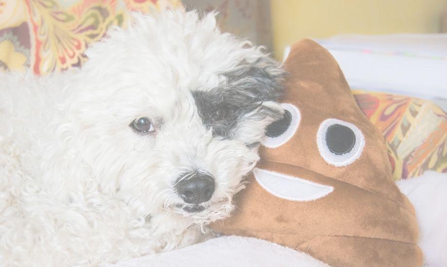 The Scoop On Dog Poop