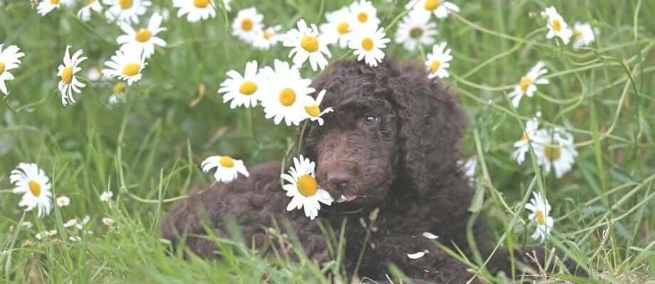 Spring Hazards: Safety Tips For Your Dog