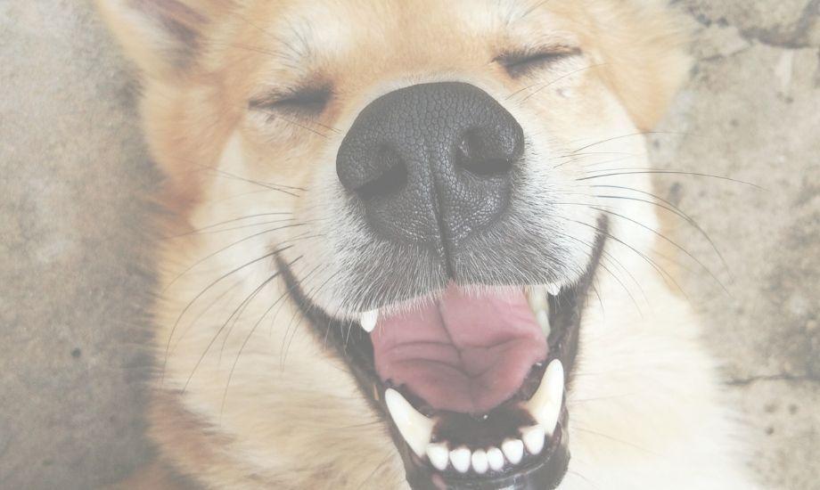 Dental Health And Your Dog