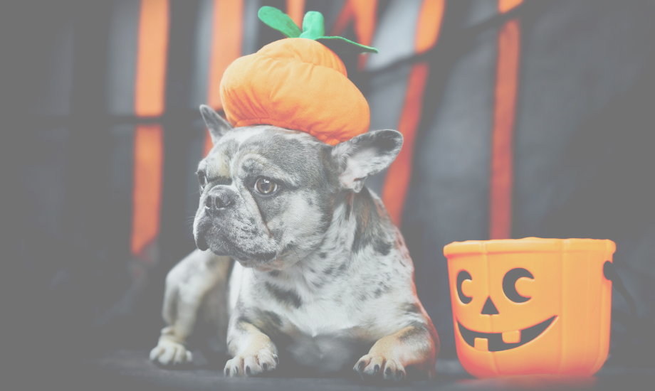 Halloween Hazards For Your Dog